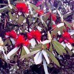 kwitnące rododendrony dodają Himalają kolorytu