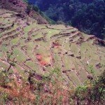 pola tarasowe przy szlaku do Sanktuarium Annapurny