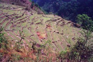 pola tarasowe przy szlaku do Sanktuarium Annapurny