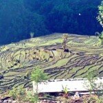 tradycyjne pola uprawne w Himalajach al