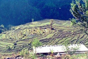 tradycyjne pola uprawne w Himalajach al