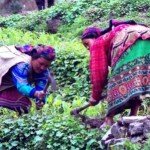 mieszkanki himalajskich wiosek przy pracy w polu