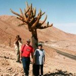 kaktusy - kandelabry ich wysokość dochodzi do 3 metrów