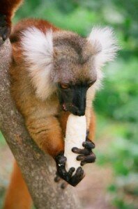 lemur symbol Madagaskaru